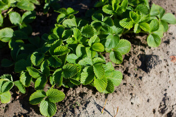 Green leaf closeup lit by the sun on a blurred background