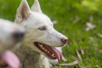 Obraz premium White husky cute dog with pink harness in the green woods smiling