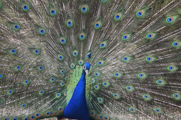 Naklejka premium A male peacock shows the beautiful colors of its green-blue feathers and beats a wheel, animal park Bretten, Germany