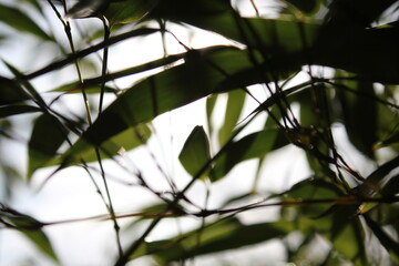 Naklejka premium Bamboo background with green leaves and tropical branches defocussed behind with copy space 