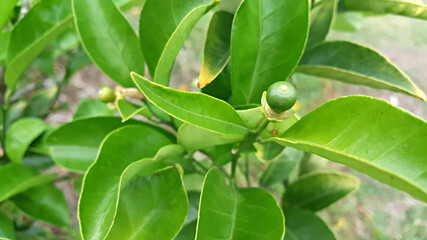 한국 제주도 귤나무 귤 열매 맺힘