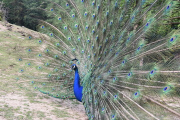 Obraz premium A male peacock shows the beautiful colors of its green-blue feathers and beats a wheel, animal park Bretten, Germany