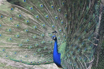 Obraz premium A male peacock shows the beautiful colors of its green-blue feathers and beats a wheel, animal park Bretten, Germany