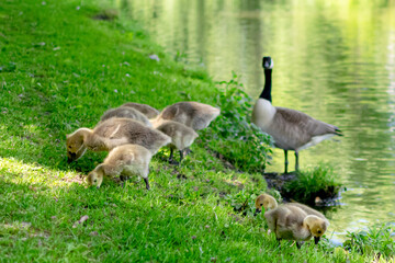 canada goose family