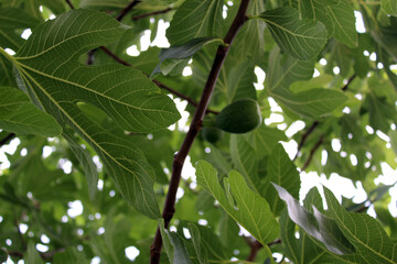 Unripe figs in a fig tree