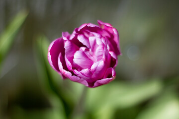 Beautiful large purple tulips closeup lit by the sun on a blurred background