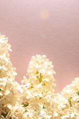 Flowers white lilac on a pink background. Copy space for you text.