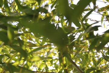 Bamboo background with green leaves and tropical branches defocussed behind with copy space 