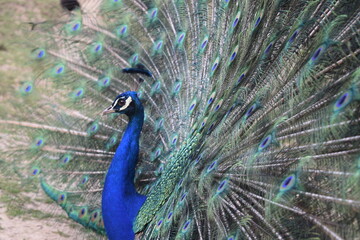 Obraz premium A male peacock shows the beautiful colors of its green-blue feathers and beats a wheel, animal park Bretten, Germany
