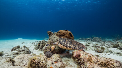Hawksbill Sea Turtle swim in turquoise water of coral reef in Caribbean Sea / Curacao