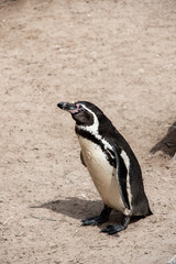 Obraz premium single humboldt penguin standing on the sand