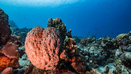 Seascape in turquoise water of coral reef in Caribbean Sea / Curacao with fish, coral and sponge