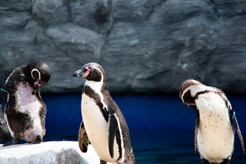 Fototapeta premium a group of humboldt penguin