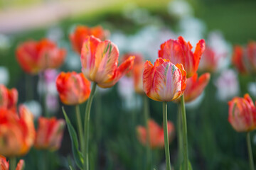 Red yellow tulips blooming in spring. Selective focus