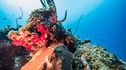 Seascape in turquoise water of coral reef in Caribbean Sea / Curacao with ish, coral and sponge