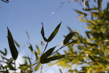Bamboo background with green leaves and tropical branches defocussed behind with copy space 