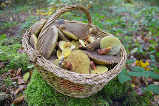 in the forest a basket of mushrooms,boletus mushrooms in a basket in the woods on the moss
