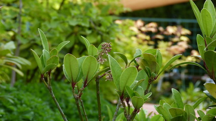 Obraz premium japanese garden