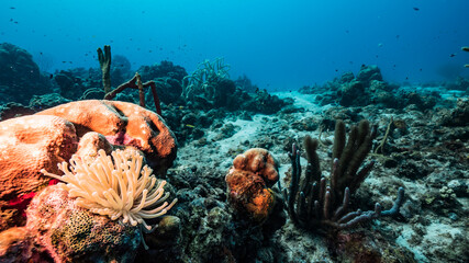 Seascape in turquoise water of coral reef in Caribbean Sea / Curacao with Sea Anemone, fish, coral and sponge
