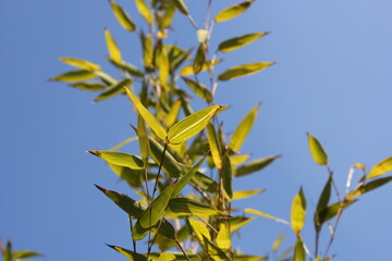 Bamboo background with green leaves and tropical branches defocussed behind with copy space 