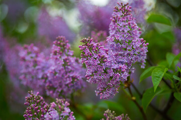 Fototapeta premium Blooming lilacs purple spring on a clear day. Selective focus