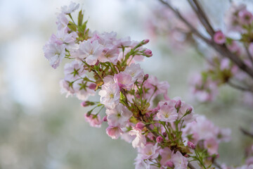 Delicate pink cherry blossoms in spring, soft focus in the blurry background