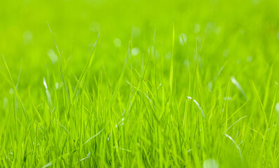 Lawn from young grass. Copy space for text.