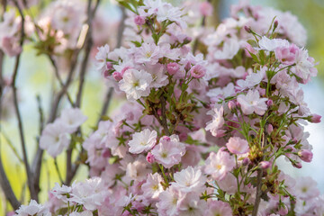 Delicate pink cherry blossoms in spring, soft focus in the blurry background