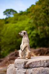 Suricate or meerkat standing and looking on a rock. Side view with blurred background.