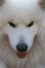 Samoyed dog  puppy head face  white fluffy  herding dog  with thick white related to the laika , spitz  from Siberia