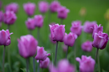 Obraz na płótnie Canvas Lilac tulips on colorful blurry background. Selective focus.