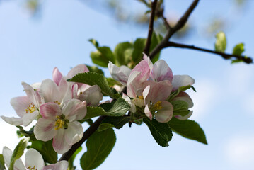 culture pear tree blossom