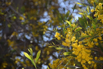 Flowering yellow tree in the garden of the church in memory of Moses, Mount Nebo, Jordan
