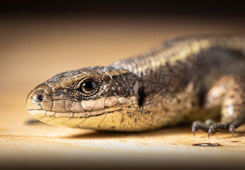 lizard viviparous on a wooden Board