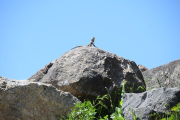 Lizard on a rock in the ruins of Umm Qais, Jordan