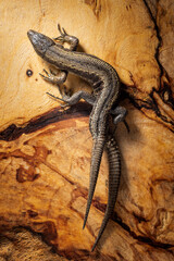 lizard viviparous on a wooden Board