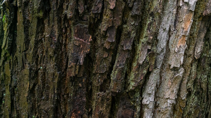 Oak tree bark with light and dark areas, wet after rain in the forest