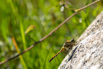 dragonfly on a leaf