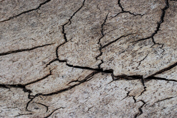 Tree texture background