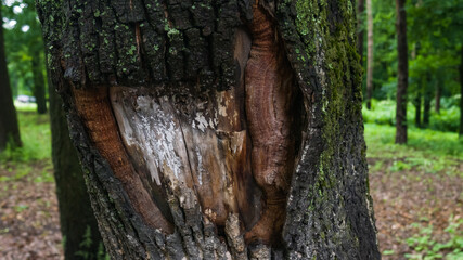 Oak tree bark with big gap in the middle. Blur greenwood on the background