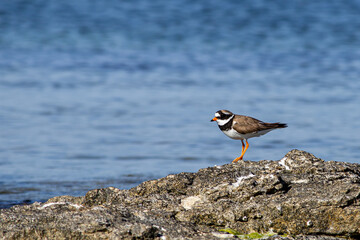 Common ringed plover on the rock