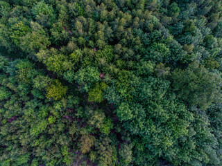 Abendstimmung im Thüringer Wald genießen - Thüringer Wald / Thüringen / Deutschland
