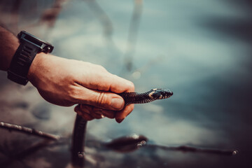 black snake already in hand on the background of clear water
