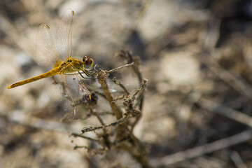 dragonfly on a branch