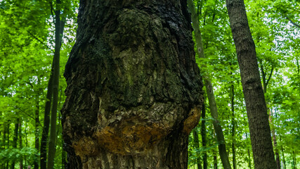Big maple tree with protrusion in the middle of trunk