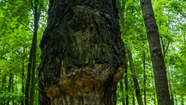 Big maple tree with protrusion in the middle of trunk © Alex Yakunina