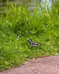 Little wild bird with feathers of black and white colors on a background of green grass near the pond in a city park.