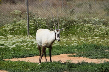 Wild Arabian Oryx in the savannah of the Shaumari Wildlife Reserve (nature reserve) in al-Azraq, Jordan