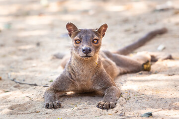 Endemic Madagascar fossa on the ground 