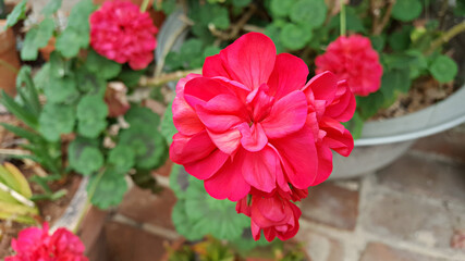 활짝 핀 붉은색 제라늄 꽃